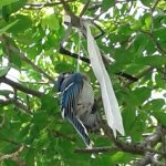 bluebird.jpg