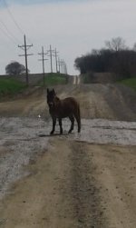 donkey.jpg