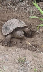 turtle.jpg
