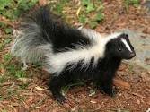 skunk.jpg