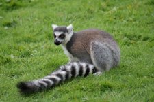Ring_Tailed_Lemur_With_Its_Characteristic_Tail_600.jpg