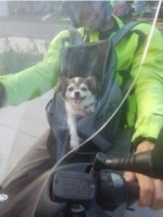 dpep and dog2.jpg