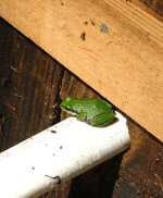 Frog_in_wellbox july 2010.jpg