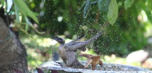 IMG_2166 crop 2 copyright hpn.jpg