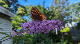 Click image for larger version  Name:	Butterfly.jpg Views:	0 Size:	95.0 KB ID:	1731259