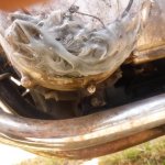 IMG_0713.jpeg