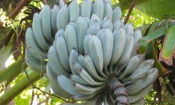 FEATURED-Blue-Java-Banana.jpg