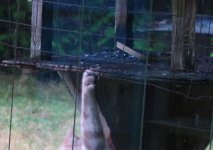 2021 Yardcat-gingeratfeeder-crop.jpg