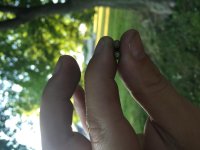 IMG_3667.jpg