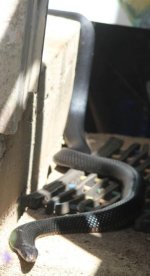 Crop IMG_2617.jpg