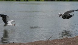 ,,, P1090273 - Copy.jpg
