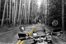 dinod_on_the_road_herm.jpg