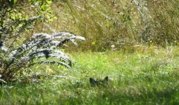 yardcat in the grass.jpg