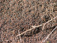 Anthill teeming.jpg