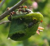 Ants APHIDFARM in snowberries-june2017.jpg