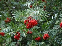 sorbus_aucuparia_rowan_mountain_ash_tree_berries_07-09-08_1.jpg