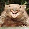 Wombat_Scat