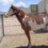 cowboyup3371